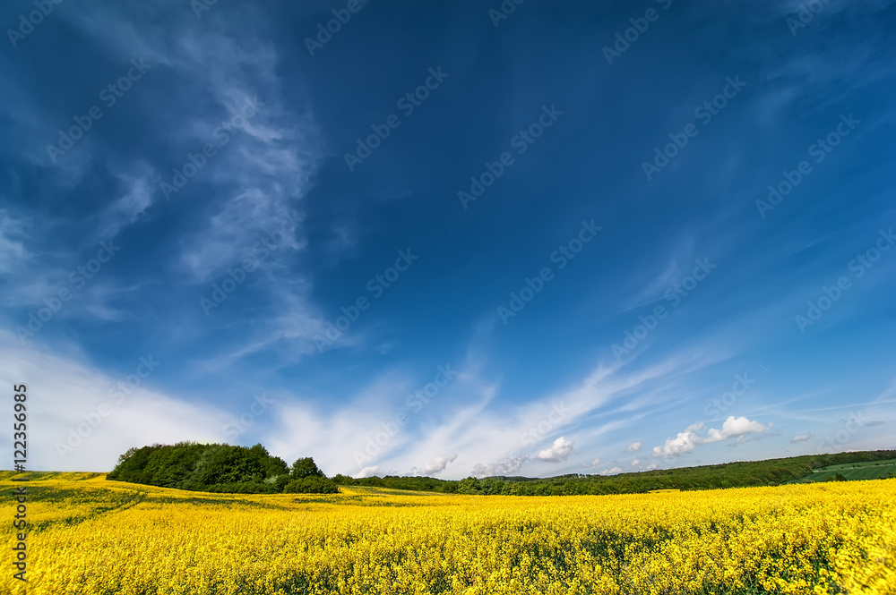 flowers of oil in rapeseed field with blue sky and clouds. summer (spring, autumn) background flowers of oil in rapeseed field with blue sky and clouds. summer (spring, autumn) background