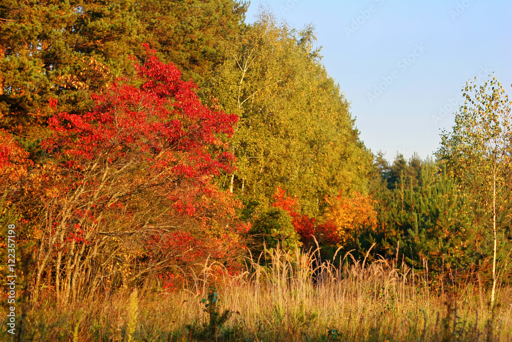 Fototapeta premium autumn foliage at sunny day
