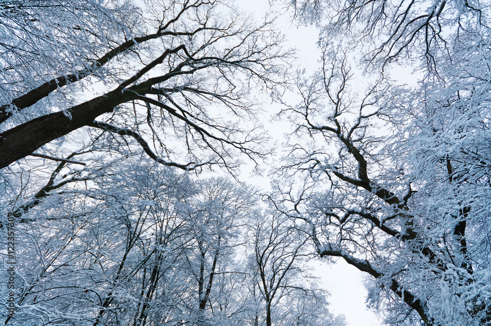 Blick in verschneite Baumkronen, Spaziergang durch einen Winterwald, Laubwald im Winter Blick in verschneite Baumkronen, Spaziergang durch einen Winterwald, Laubwald im Winter