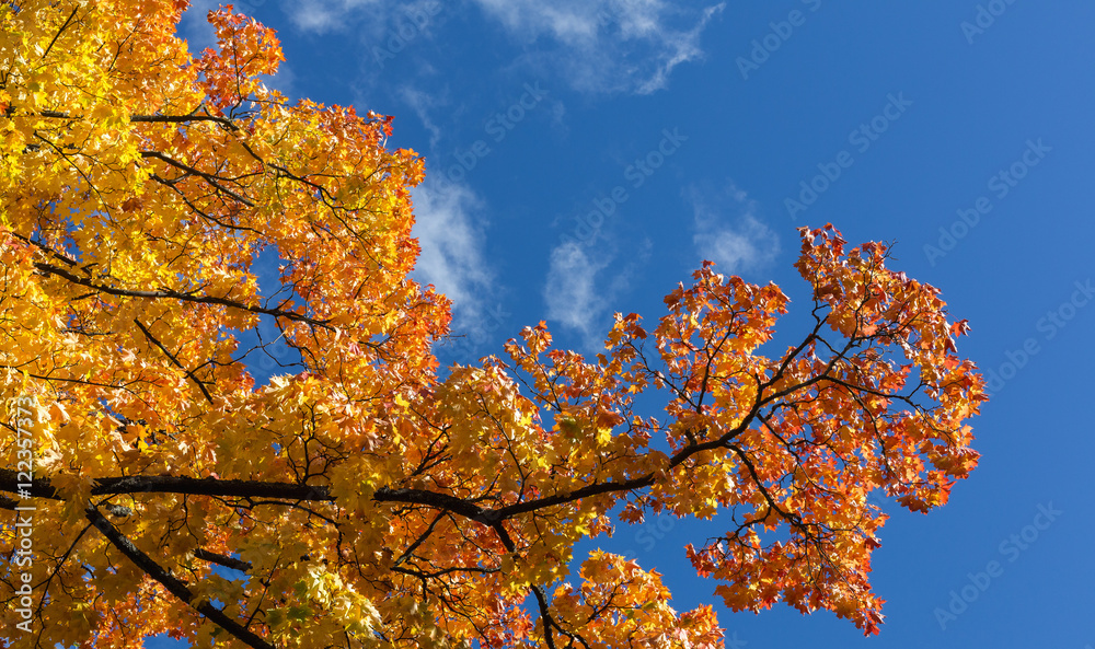 Yellow and red autumn leaves against blue sky
