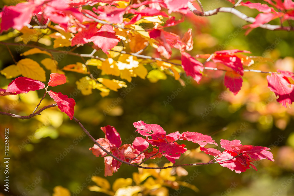 Naklejka premium Autumn at Churet, Mazandaran, Iran