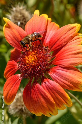 Schöne Kokardenblume mit Pollen sammelnder Biene