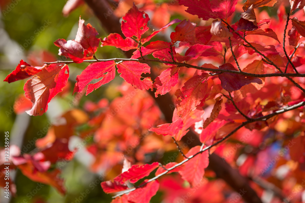 Obraz premium Autumn at Churet, Mazandaran, Iran