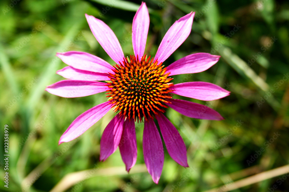 Flower - Echinacea. Flower - Echinacea.