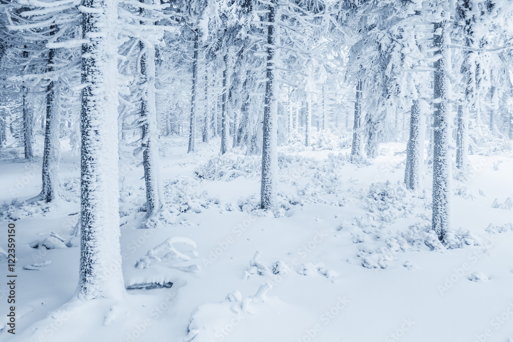 Fototapeta premium Snow covered trees