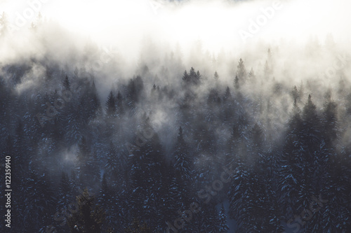 The morning fog entering a forest on a mountainside