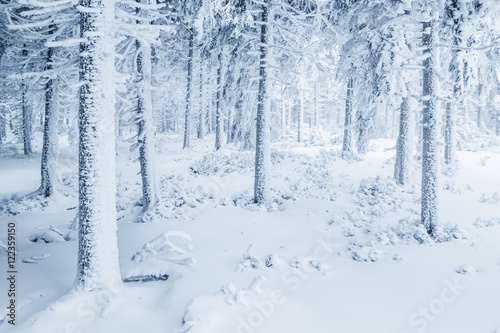 Snow covered trees © kbarzycki