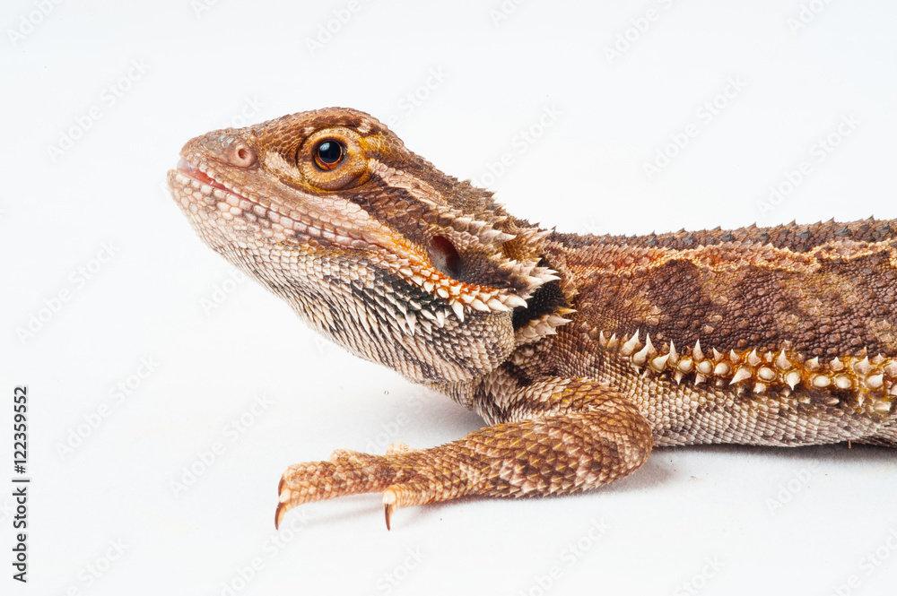 Naklejka premium one agama bearded on white background.reptile close-up.