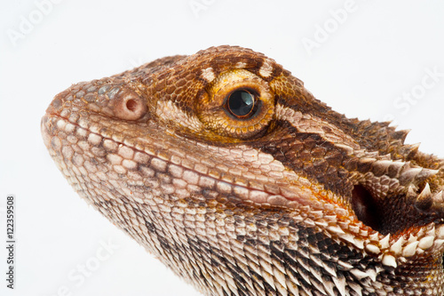 one agama bearded on white background.reptile close-up.