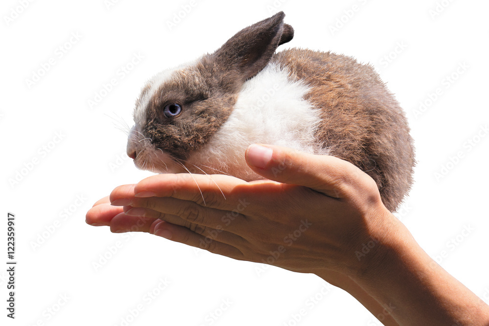 cute rabbit cute rabbit