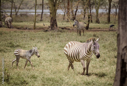mother and baby zebra