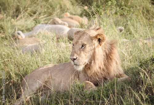 Lion relaxes on the savanna 2