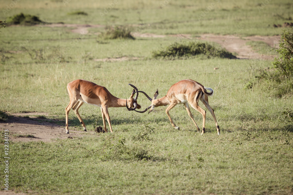 Naklejka premium Group of antalope 2