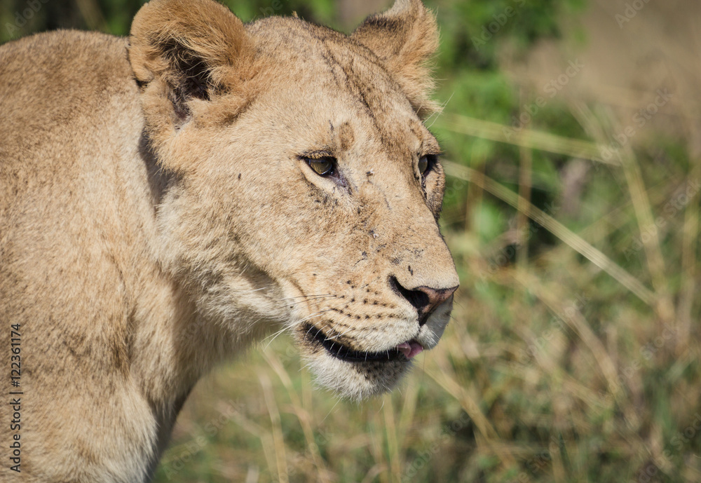 Obraz premium Lion relaxes on the savanna 6