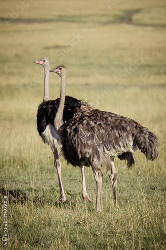 ostrich on the savanna photo