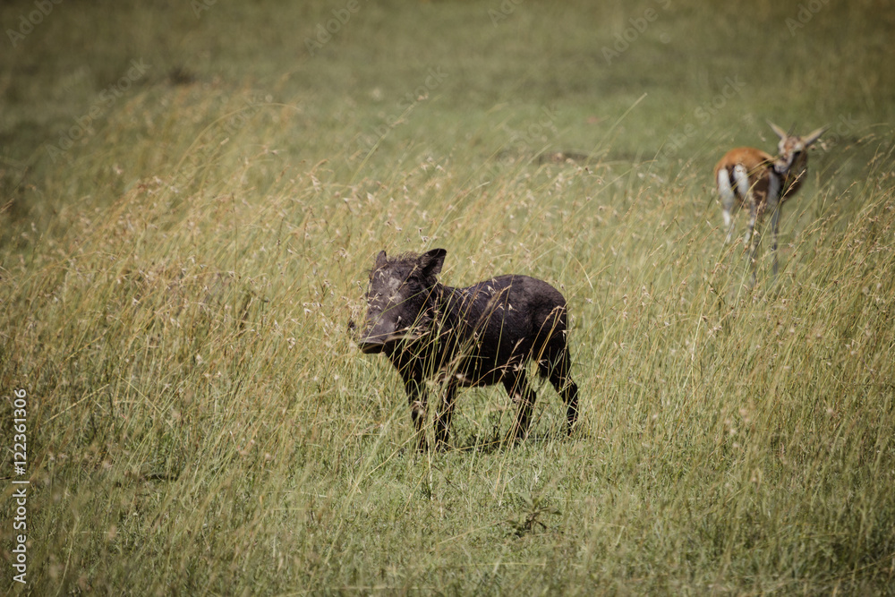 Warthog on the savanna Warthog on the savanna