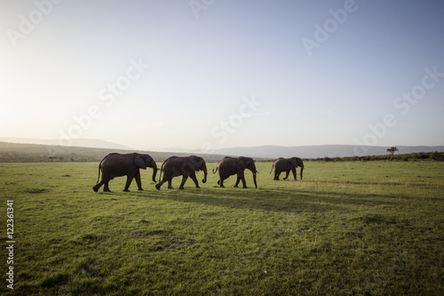 Large elephants at sunset © blakerandall811