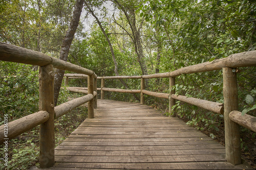 rural wooden path in green park