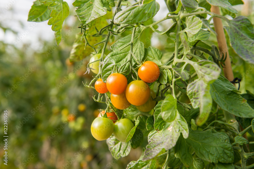 Tomaten am Strauch