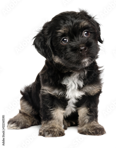 Fototapeta Naklejka Na Ścianę i Meble -  Cute sitting black and tan havanese puppy dog - isolated on white