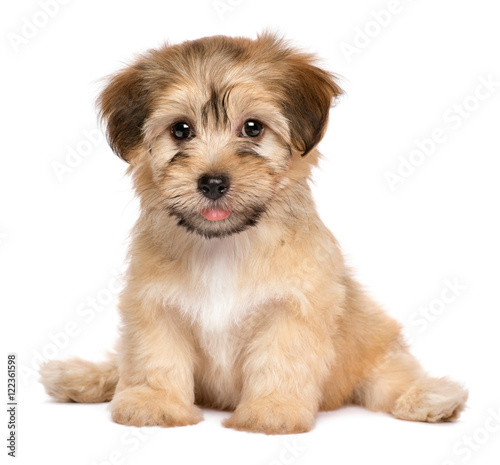 Cute sitting havanese puppy dog - isolated on white