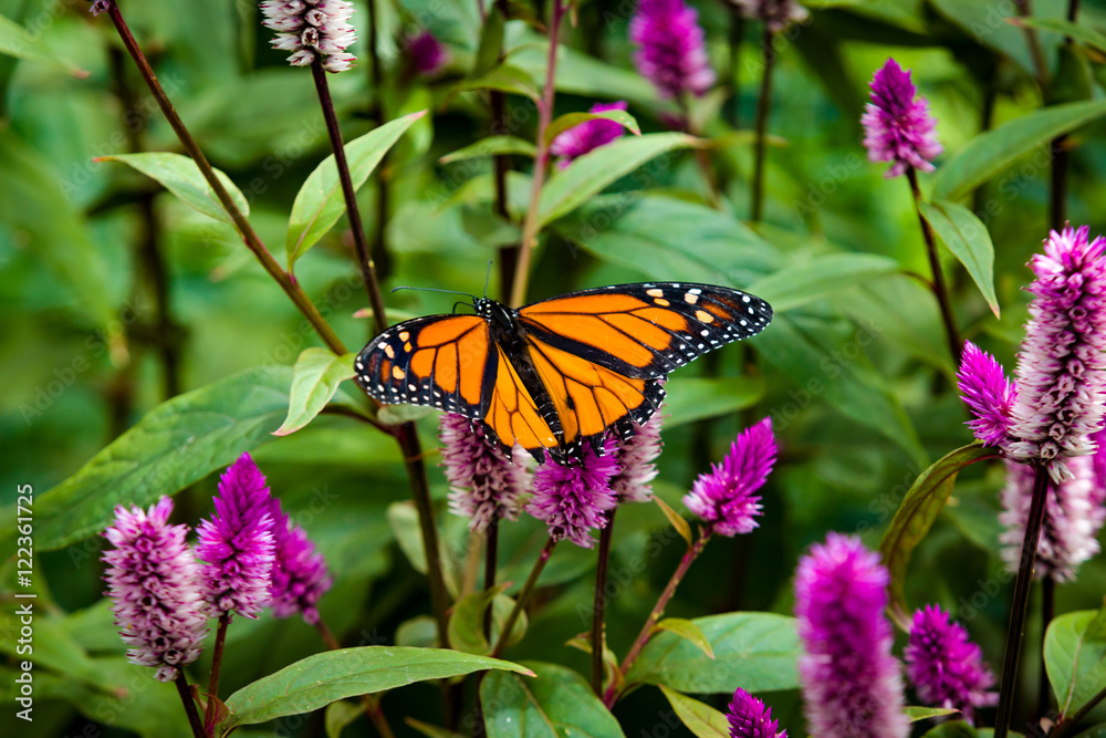 Monarch Monarch