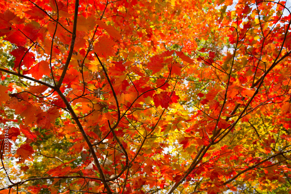 Fall foliage Fall foliage