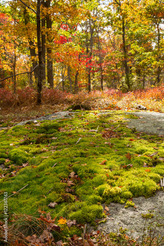 Fall foliage
