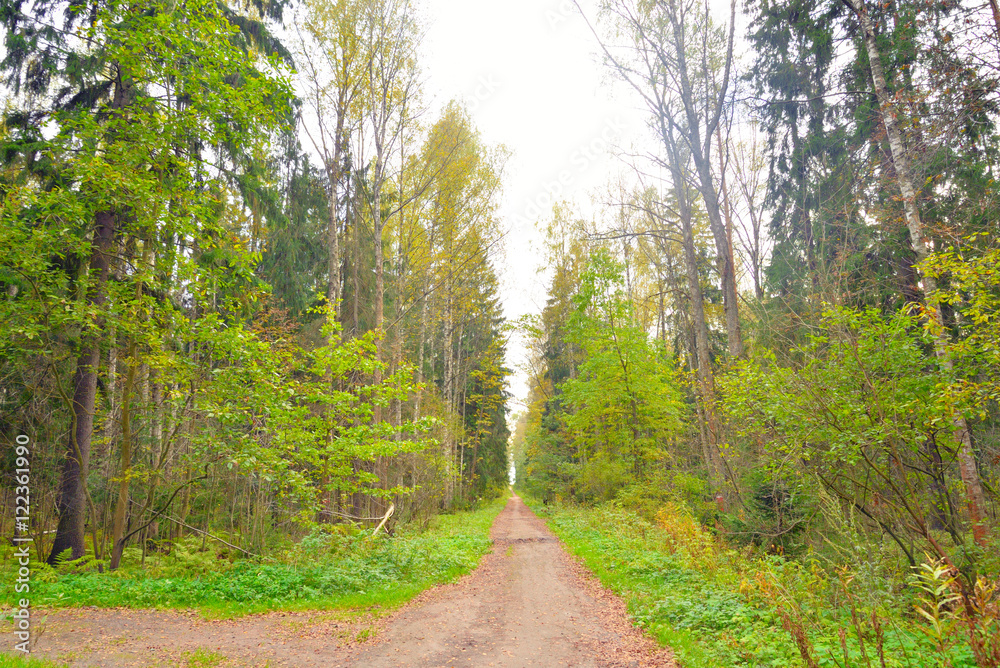 Obraz premium Forest at early autumn.