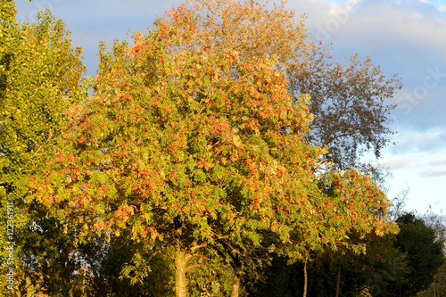 Rowan tree at sunny day.
