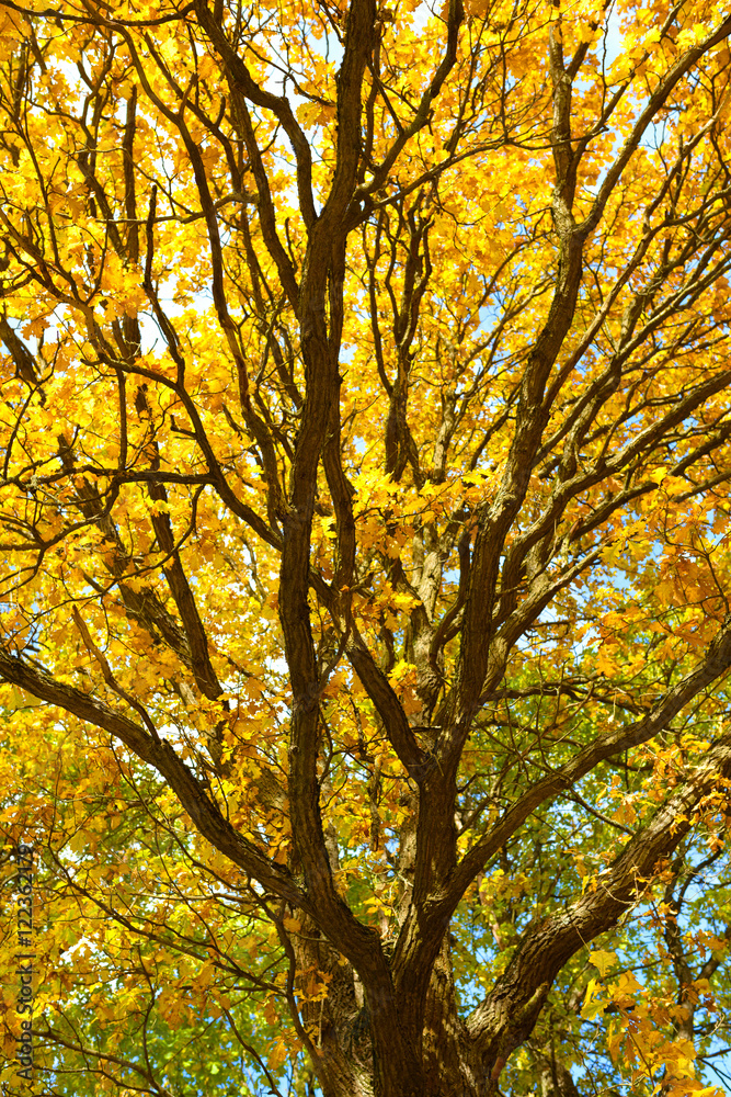 Oak tree with bright yellow leaves. Golden autumn. Autumn tree landscape background Oak tree with bright yellow leaves. Golden autumn. Autumn tree landscape background