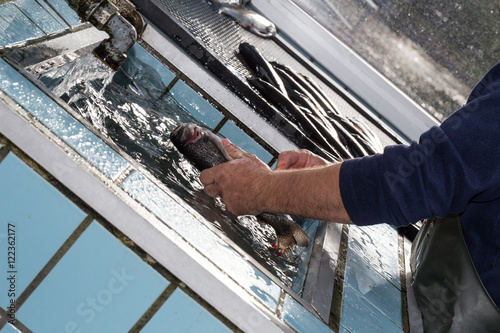 Fototapeta Naklejka Na Ścianę i Meble -  fresh fished trout preparation
