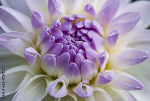Purple flower in macro view