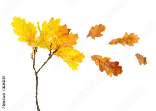 Isolated autumn yellow oak leaves on a white background