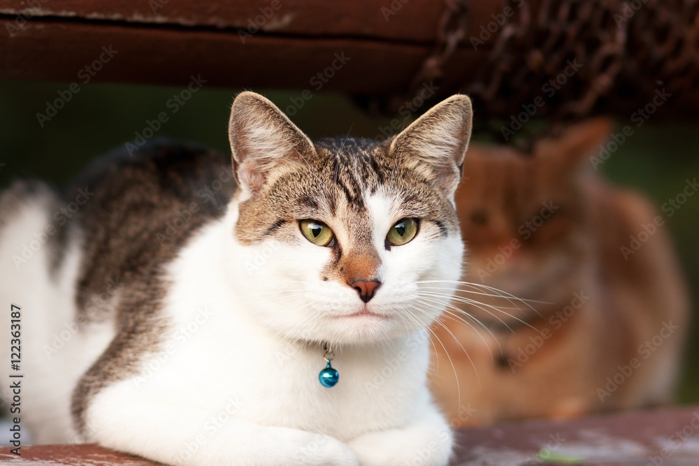 Naklejka premium white and gray cat with blue bell