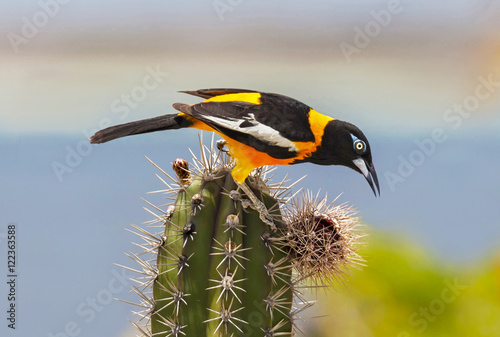 Trupial eating cactus fruit photo