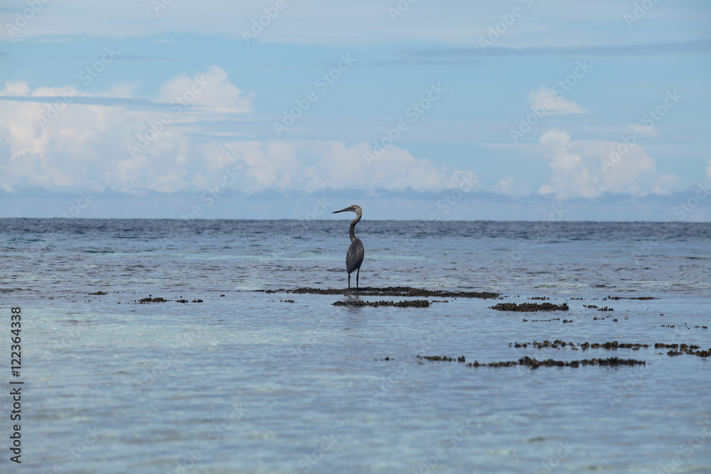 heron standing in shallow water