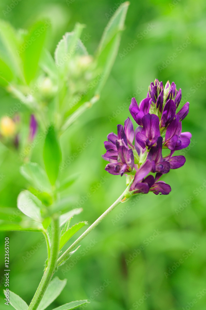 Violet flower on a green background Violet flower on a green background