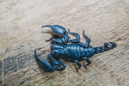 Closeup view of a scorpion in nature. top view