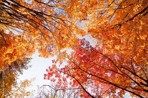 colorful tree branches in sunny forest  autumn natural background