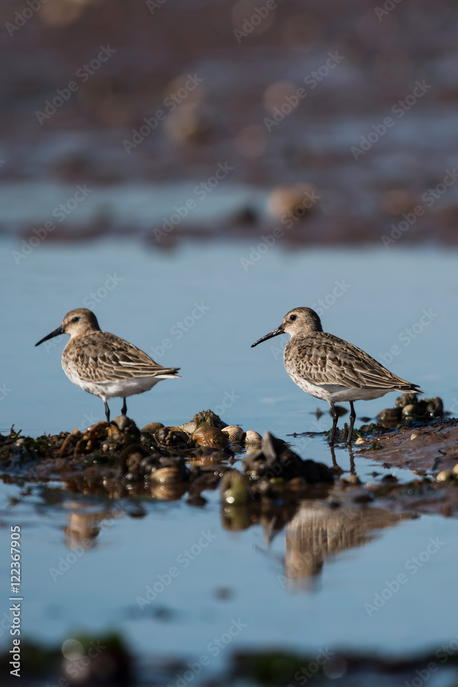Dunlin, Calidris alpine Dunlin, Calidris alpine