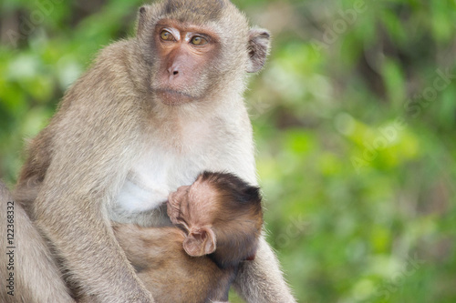 サルの親子の愛