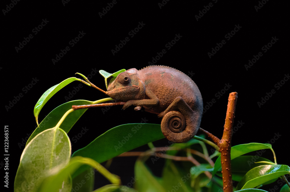 Fototapeta premium Baby chameleon gripping a thin branch