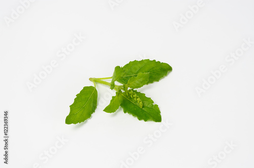 Fresh green leaf basil. Isolated on white background