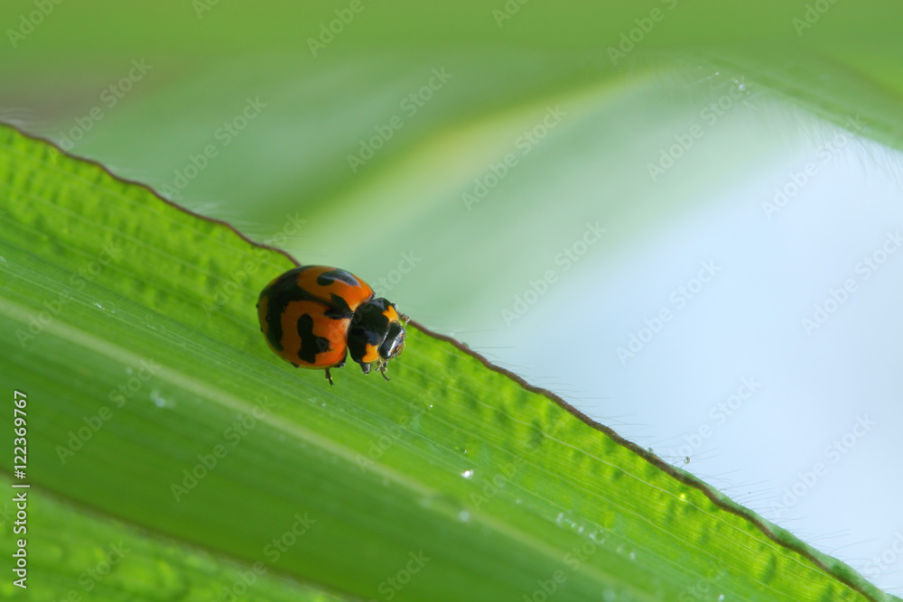 Ladybug in Southeast Asia. Ladybug in Southeast Asia.