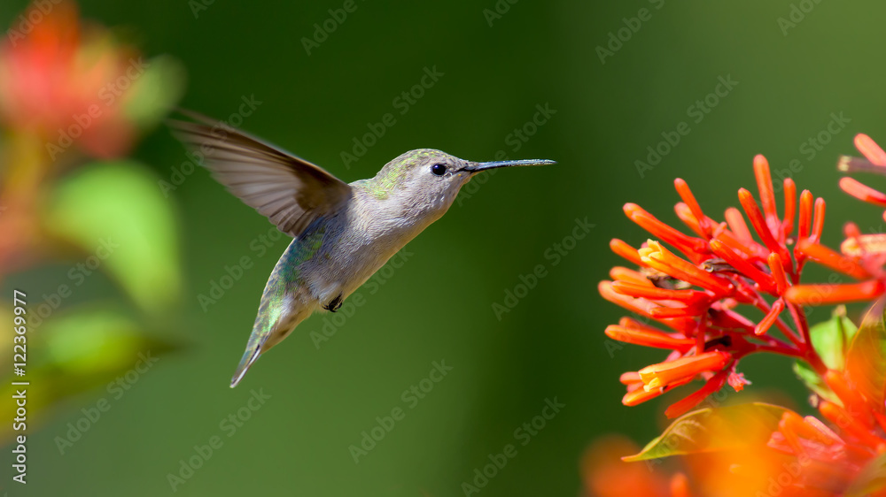 Fototapeta premium Hummingbird