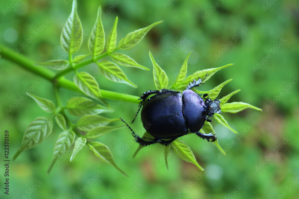 Purple Beetle in Southeast Asia. Purple Beetle in Southeast Asia.