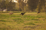 three two dogs running fast outdoors