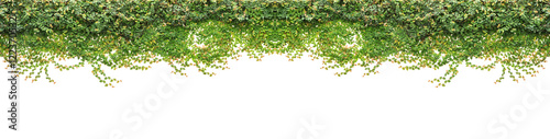 Fotografia Fresh green ivy isolated on white background. Garden decoration