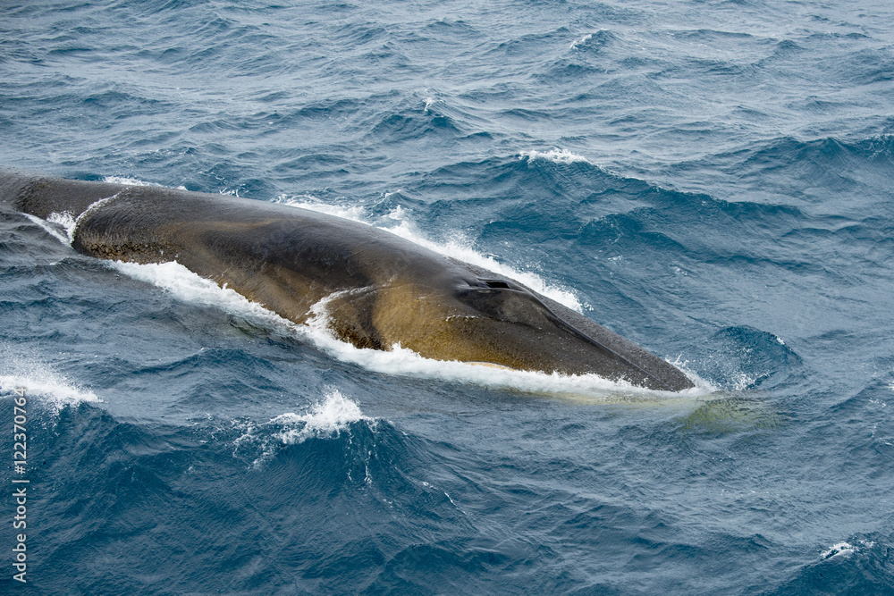 Fototapeta premium Rorqual commun, Balaenoptera physalus,Shetland du Sud, Antarctique